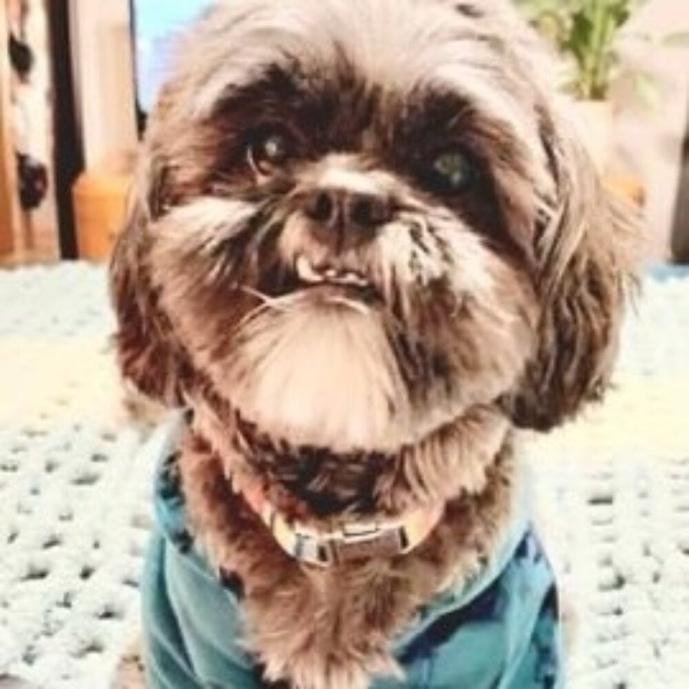 Meet your Posher, Mallory